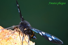 Amata phegea