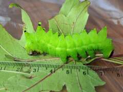 Hybrid Actias selene X Actias maenas