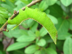 Langia zenzeroides, Raupe L4