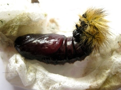 Rhyparia purpurata, Puppe