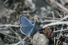 Pseudophilotes vicrama, Falter