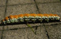 Brahmaea japonica, Raupe