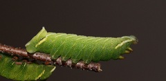 Endromis versicolora (Birkenspinner), Raupe