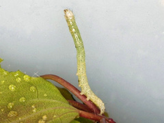 Catocala fraxini, Raupe, L2