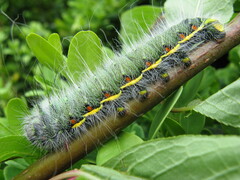 Neoris huttoni shadulla, Raupe L4