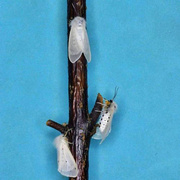 Diaphora mendica, Weibchen