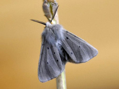 Diaphora mendica, Falter - Männchen