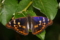 Apatura ilia f. clytie, Falter ex ovo - Männchen