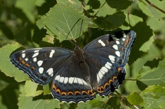 Limenitis populi, Falter ex ovo - Weibchen
