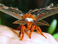 Hyalophora cecropia, Falter - Männchen