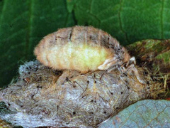 Orgyia antiqua, Falter - Weibchen