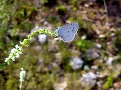 Celastrina argiolus, Falter - Weibchen bei der Eiablage