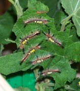 Orgyia antiqua, Raupen L5