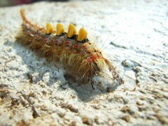 Orgyia antiqua_Schlehen-Bürstenspinner_Immendingen_Juli 2007