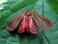 Phragmatobia fuliginosa - Zimtbär - Imago - Female