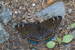Limenitis populi f. tremulae, Falter - Großer Eisvogel (male)