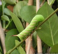 Sphinx ligustri, Raupe L3