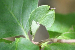 Limenitis camilla, Raupe - halb fertiges Hibernaculum