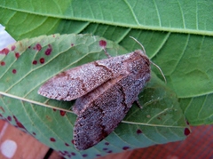 Calliteara pudibunda, Falter - Buchen-Streckfuss (Weibchen)