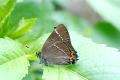 Satyrium w-album, Falter - Ulmen-Zipfelfalter