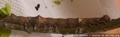 Catocala sponsa, Raupe L5