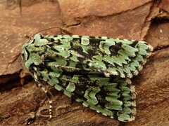Griposia aprilina, Falter - Grüne Eicheneule